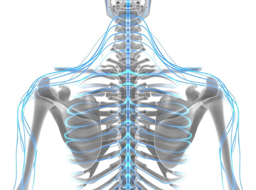 spinal cord